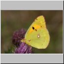 Colias hyale - Goldene Acht - Schmetterling w01a - Sandgrube Niedringhaussee.jpg